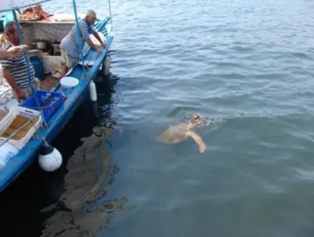 Dalyan Caretta Caretta Bootstour