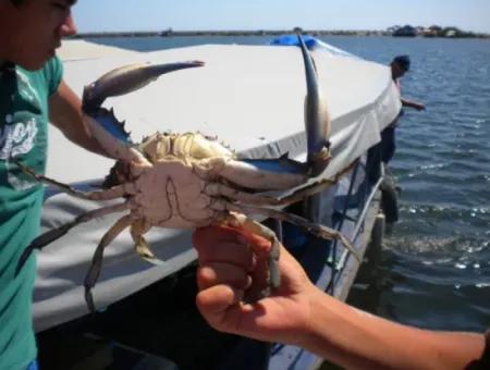 Dalyan Blue Crab Bootstour