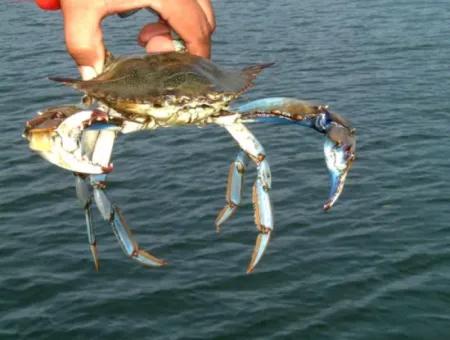 Dalyan Blue Crab Bootstour