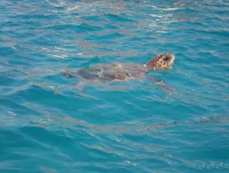 Dalyan Caretta Caretta Boat Tour