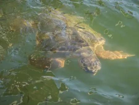 Dalyan Caretta Caretta Tekne Turu